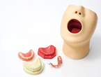 Denture Attachment Type Oral Hygiene Model (M173)