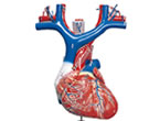 S152:Heart Anatomy Model